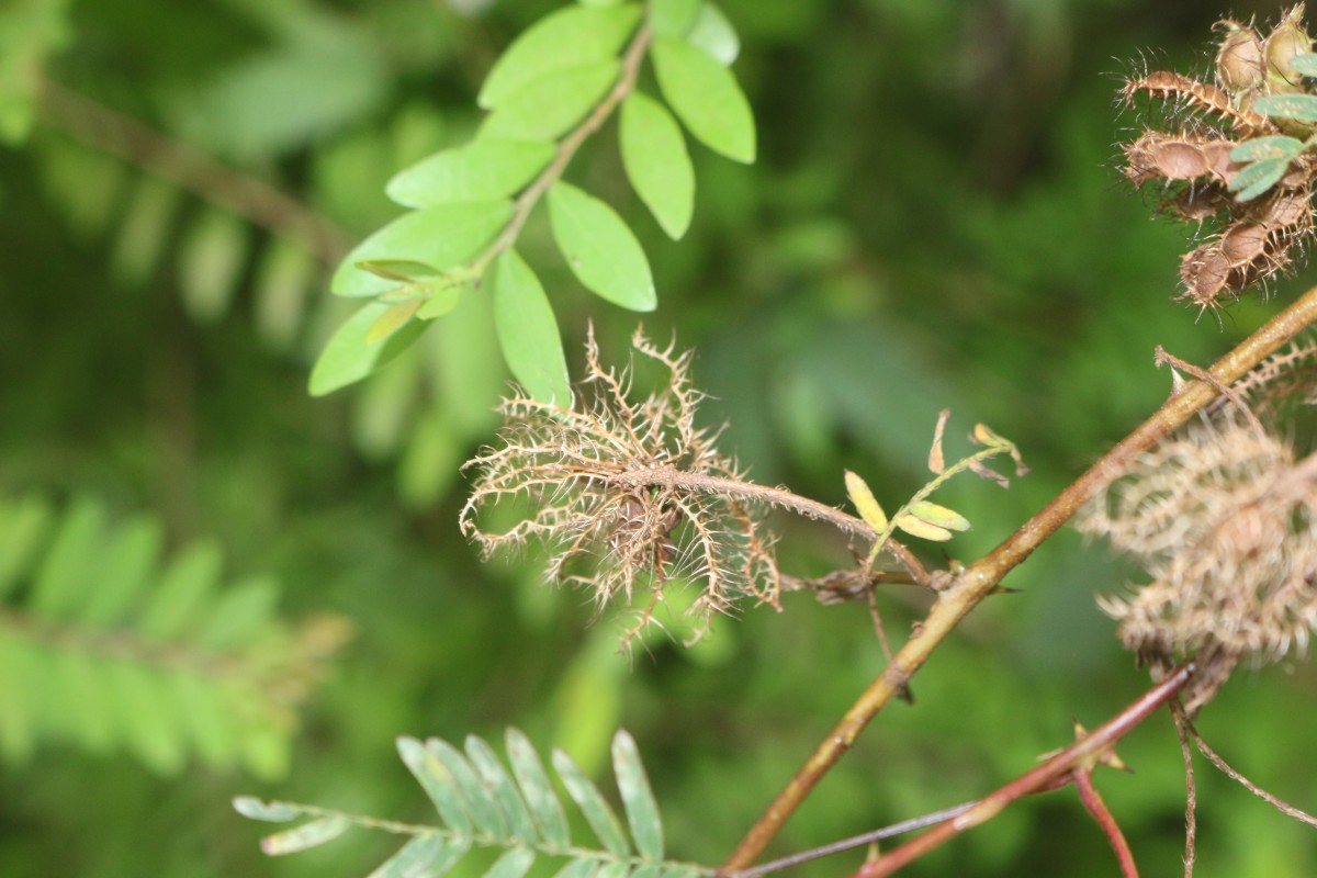 Mimosa pudica L.